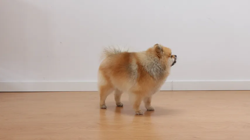 Various photo types including portraits, landscapes, and products being animated