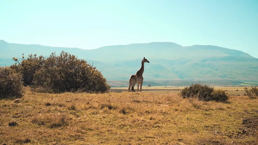 AI intelligently filling and reconstructing background after removing objects from video