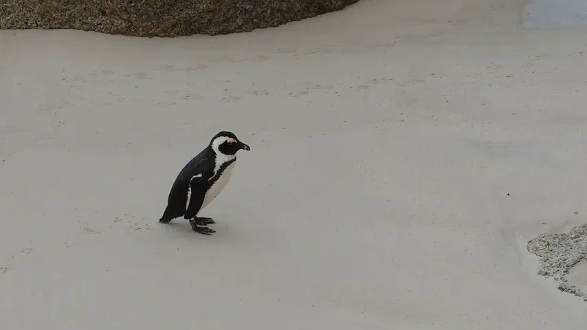 Comparison showing video background removal working on outdoor and indoor footage without green screen