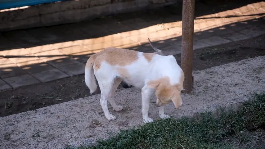 Close-up demonstration of AI preserving hair details and fine edges during background removal